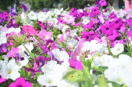 flowerの写真素材