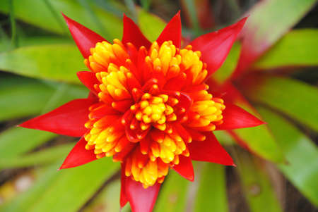 Flower of color in gardenの写真素材