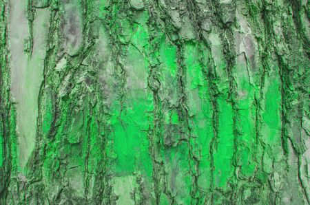 Bark of colorの写真素材