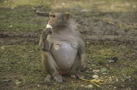 One monkey