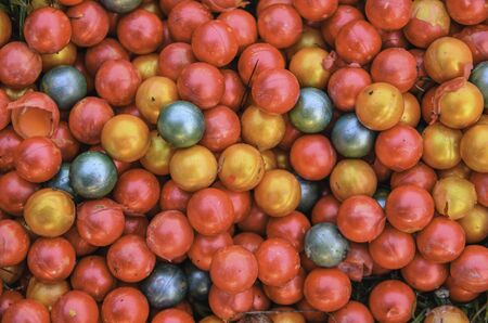 Paintballの写真素材