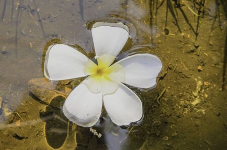 Champa flower on waterの写真素材