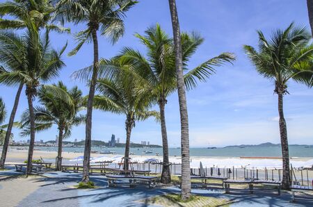 Coconut tree of beachの写真素材