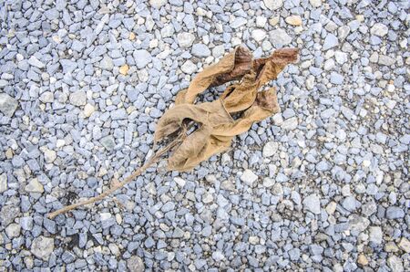 Pebble background of Leaf driedの写真素材