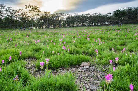 Siam tulip fieldsの写真素材