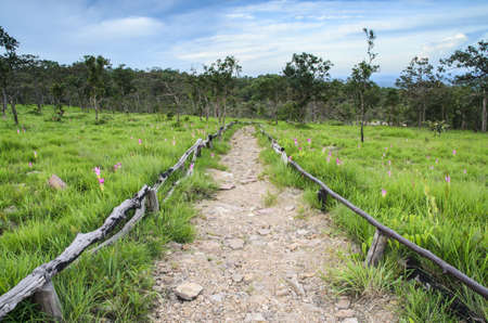 Walk to natureの写真素材