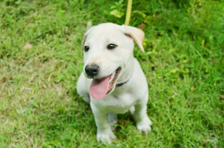 White Dog Labrador on grassの写真素材