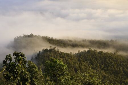 Forest of mist
