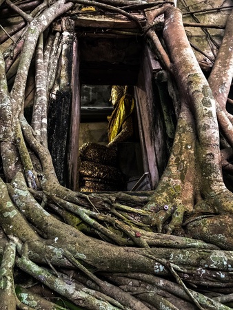 Buddha in treeの素材