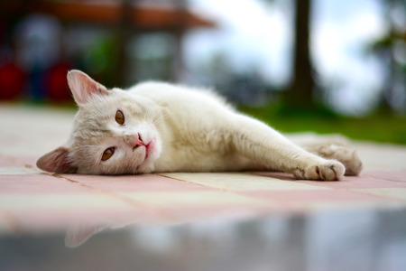 A cute cat lying down with his eyes slightly open and beautiful bookeh in the background which makes the picture look stunning.の写真素材
