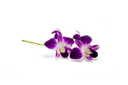 orchid isolated on a white backgroundの写真素材