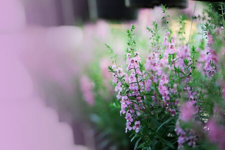 Forget-me-not flower background in Thailand
