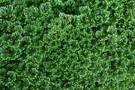 Green leaves background.