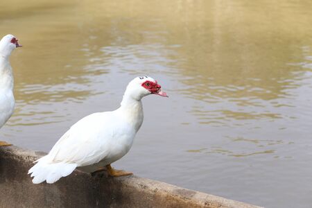 White ducks swimming.の写真素材