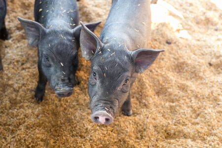 Black pig.の写真素材