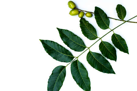 leaf on backgroundの写真素材