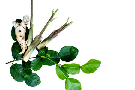 leaf on backgroundの写真素材