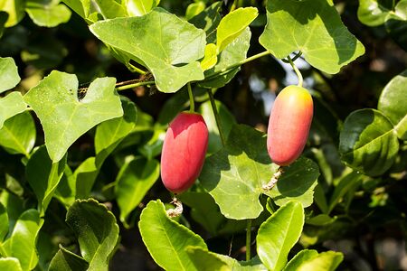 Coccinia in gardenの写真素材