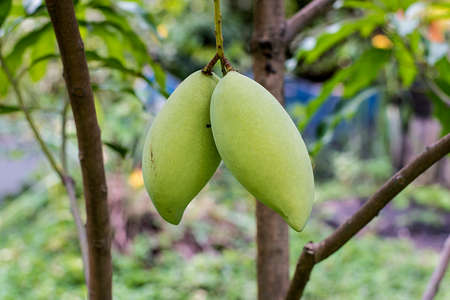mango in gardenの写真素材