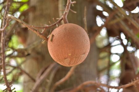 Shorea robusta Tree or Sal Fruit tree in Thai templeの写真素材