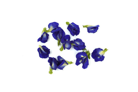 Butterfly pea  isolated on white backgroundの写真素材