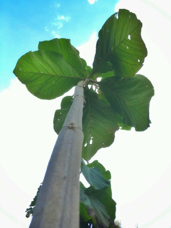 Growing teakの素材