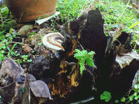 Toxic mushrooms on decayed woodの素材