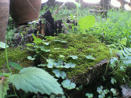 Moss on a wet brickの素材