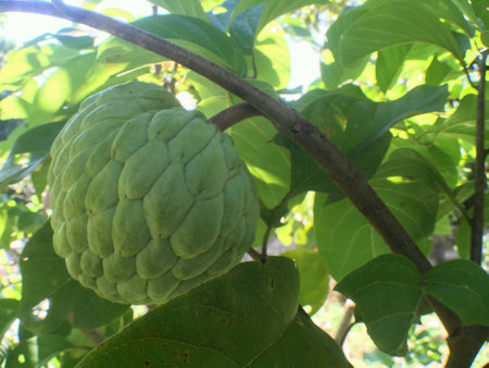 Custard appleの素材