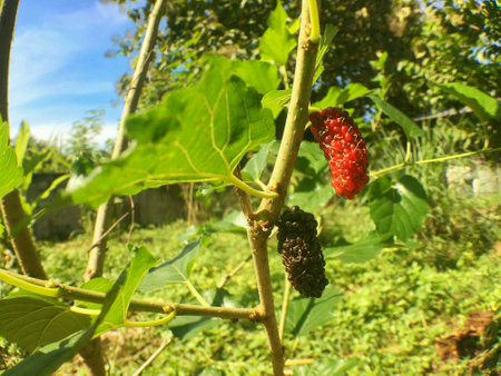 Black and Red Mulberryの素材