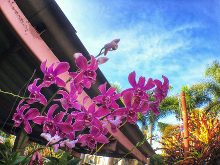 Pink orchidの素材