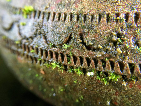 The outside of the potion for drinking water until the moss tolive.の素材