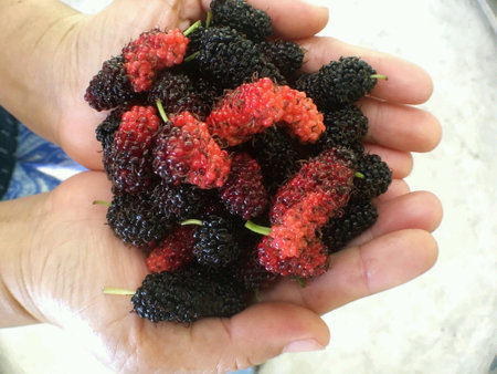 Mulberry fruit on handの素材