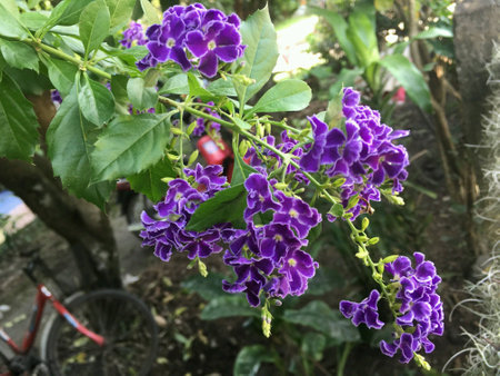 Violet flowerの素材