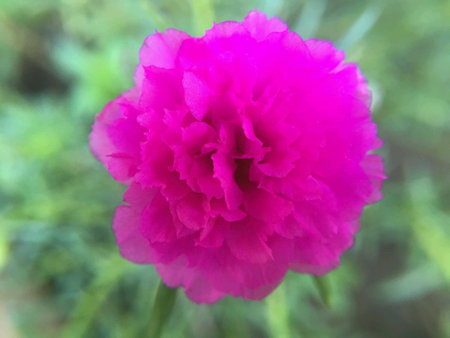 Flower Portulaca oleraceaの素材