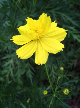 The beauty of yellow flower in the meadow of natureの素材