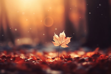Autumn maple leaf on the forest floor with falling leaves and sun raysの素材
