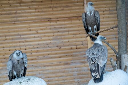 Vulture, birds sit on a stick and stones.Vulture, birds sit on a stick and stones
