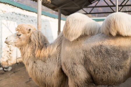 Three camels live in a zoo.Three camels live in a zooの写真素材