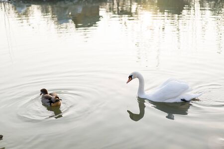 Swan swims in the pond.Swan swims in the pondの写真素材