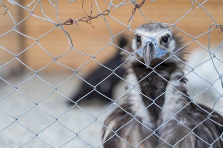 Vulture sits in a zoo cage.Vulture sits in a zoo cageの写真素材
