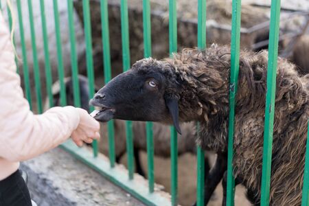 Man feeds a lamb in a zoo.Man feeds a lamb in a zooの写真素材