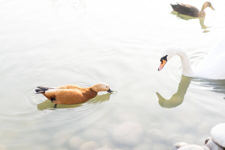 Swan looks at a duck swimming in a pond.Swan looks at a duck swimming in a pondの写真素材