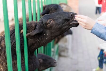 Man feeds a goat in a zoo.Man feeds a goat in a zooMan feeds a goat in a zooの写真素材