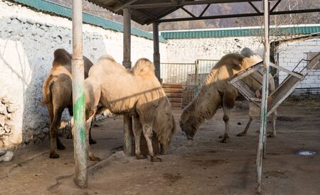 Three camels live in a zoo.Three camels live in a zooの写真素材