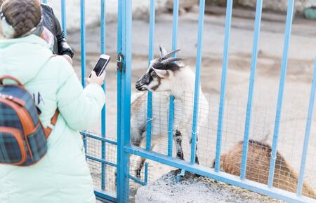 A child with a phone takes off a goat.A child with a phone takes off a goat