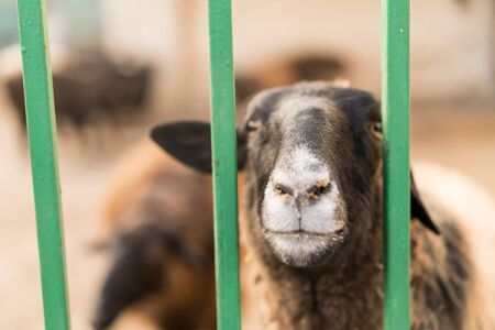 Lamb peep out of the corral.Lamb peep out of the corralの写真素材