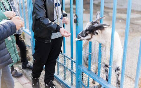 A child with a phone takes off a goat.A child with a phone takes off a goatの写真素材