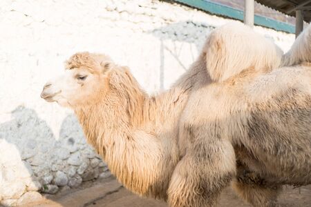 Three camels live in a zoo.Three camels live in a zooの写真素材