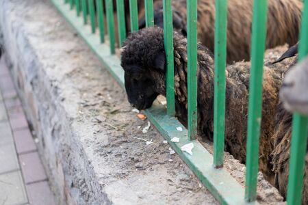 Lamb peep out of the corral.Lamb peep out of the corralの写真素材